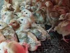 Продаю цыплят