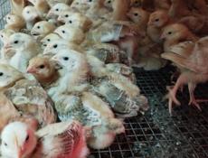 Продаю цыплят