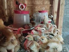 Продаю цыплят