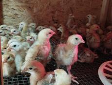 Продаю цыплят
