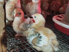 Продаю цыплят
