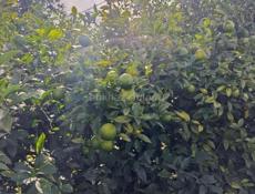 Продажа! Земельный участок в городе 