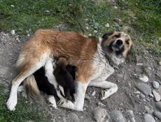 Отдам щенка в добрые руки