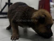 Отдам щенка в добрые руки