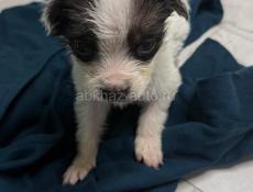 Отдам щенка в добрые руки