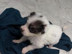 Отдам щенка в добрые руки