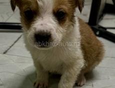 Отдам щенка в добрые руки