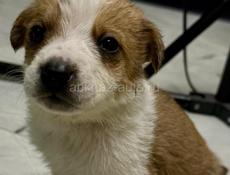 Отдам щенка в добрые руки