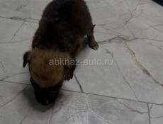 Отдам щенка в добрые руки