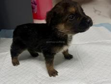 Отдам щенка в добрые руки