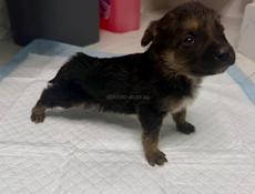 Отдам щенка в добрые руки