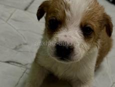 Отдам щенка в добрые руки