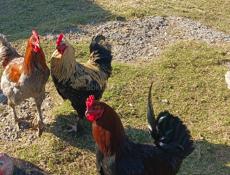 Петухи 