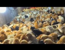 ЦЫПЛЯТА 1 ДО 3 ДНЕЙ