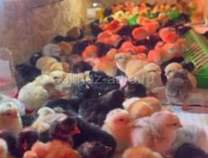 ЦЫПЛЯТА 1 ДО 3 ДНЕЙ