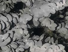 Принимаю эвкалипт  серебристи 