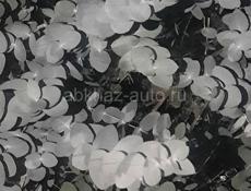 Принимаю эвкалипт  серебристи 