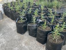 Сдам или продам шатер кафе 5/10 