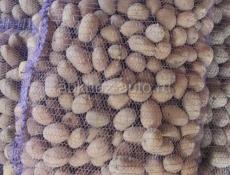 Картофель семенной 