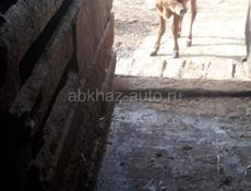 телёнок тёлка