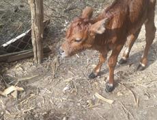 телёнок тёлка