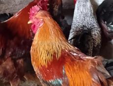 Продаю петухов в г. Очамчыра