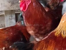Продаю петухов в г. Очамчыра