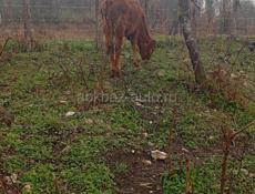 Продаю бычка и телку 45 50 кг цена за каждую 35 т торг есть при пакурке