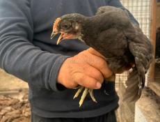 Продаются куры ,цыплята породы Джерский гигант