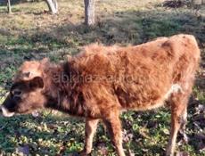 Продаётся телёнок 