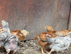 Цыплята месячные