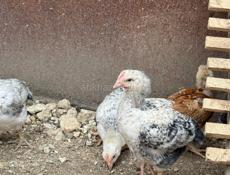 Цыплята месячные