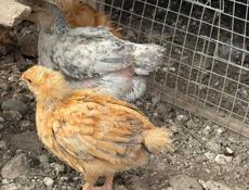 Цыплята месячные