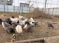 Продаются куры 