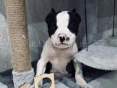 ПРОДАЁТСЯ ПИТБУЛЬТЕРЬЕР 