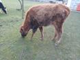 Продаю телку 55-60кг
