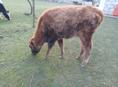Продаю телку 55-60кг