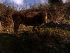 Продается бык 160 кг цена 100т 