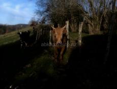 Продается бык 160 кг цена 100т 