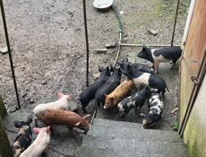 Поросята 