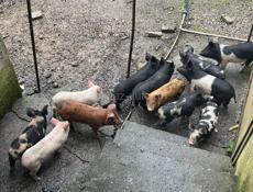 Поросята 