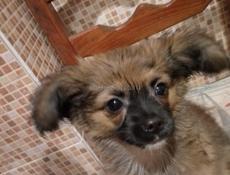 Продаём щенка чихуахуа 