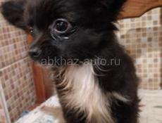 Продаём щенков чихуахуа 