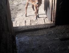 телёнок тёлка