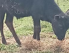 Продаю бычка почти 7 месяцев 22 т