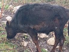 Продаю бычка почти 7 месяцев 22 т