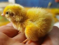 Перепёлки цыплята 7/15/30 дневные, Инкубационное яйцо, диетическое яйцо