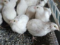 Перепёлки цыплята 7/15/30 дневные, Инкубационное яйцо, диетическое яйцо