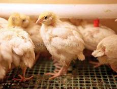 Перепёлки цыплята 7/15/30 дневные, Инкубационное яйцо, диетическое яйцо