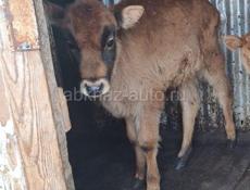 Продам тёлочку